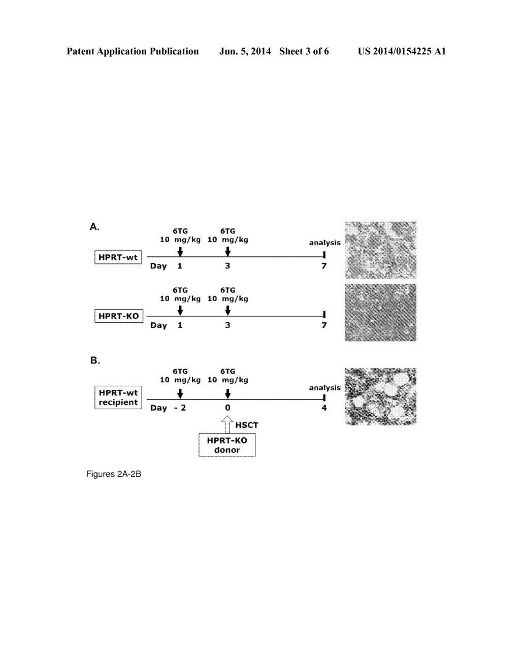 METHOD FOR COMBINED CONDITIONING AND CHEMOSELECTION IN A SINGLE CYCLE - diagram, schematic, and image 04