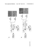 METHOD FOR COMBINED CONDITIONING AND CHEMOSELECTION IN A SINGLE CYCLE diagram and image