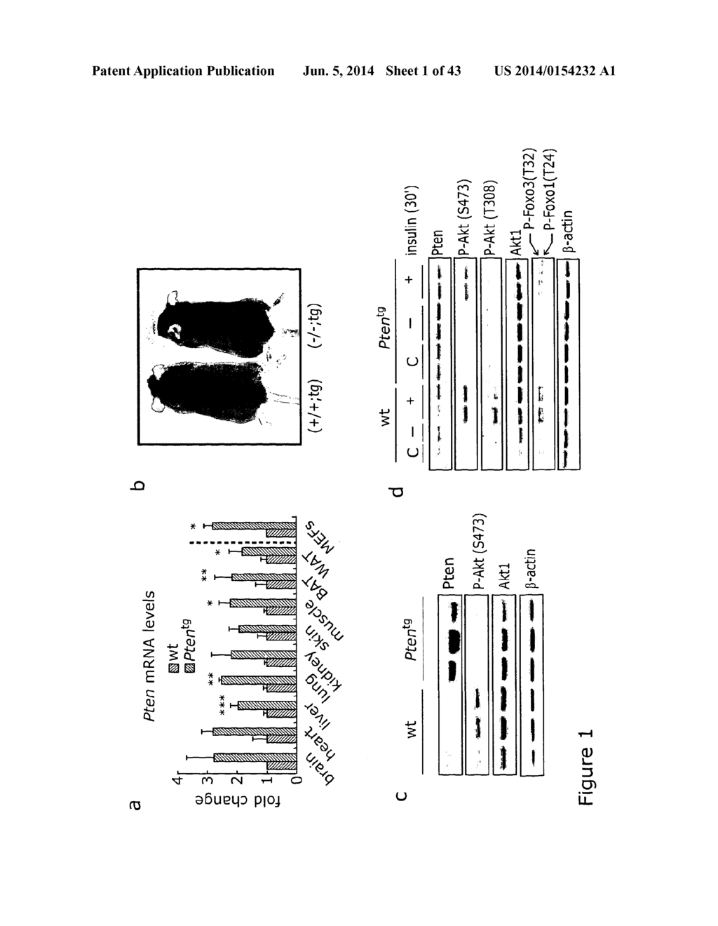 Use of Pl3K Inhibitors for the Treatment of Obesity, Steatosis and Ageing - diagram, schematic, and image 02