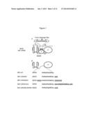 RECOMBINANT IMMUNOTOXIN TARGETING MESOTHELIN diagram and image