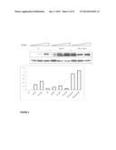 Use of TAK1 Inhibitor to Achieve Glycemic Control in Mammals diagram and image