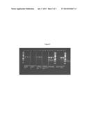 SOLID MATRIX FOR ONE STEP NUCLEIC ACID AMPLIFICATION diagram and image