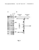 PROBES OF RNA STRUCTURE AND METHODS FOR USING THE SAME diagram and image