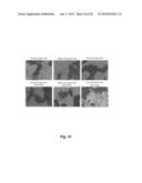 PROBES OF RNA STRUCTURE AND METHODS FOR USING THE SAME diagram and image