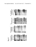 PROBES OF RNA STRUCTURE AND METHODS FOR USING THE SAME diagram and image