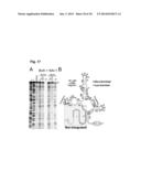 PROBES OF RNA STRUCTURE AND METHODS FOR USING THE SAME diagram and image