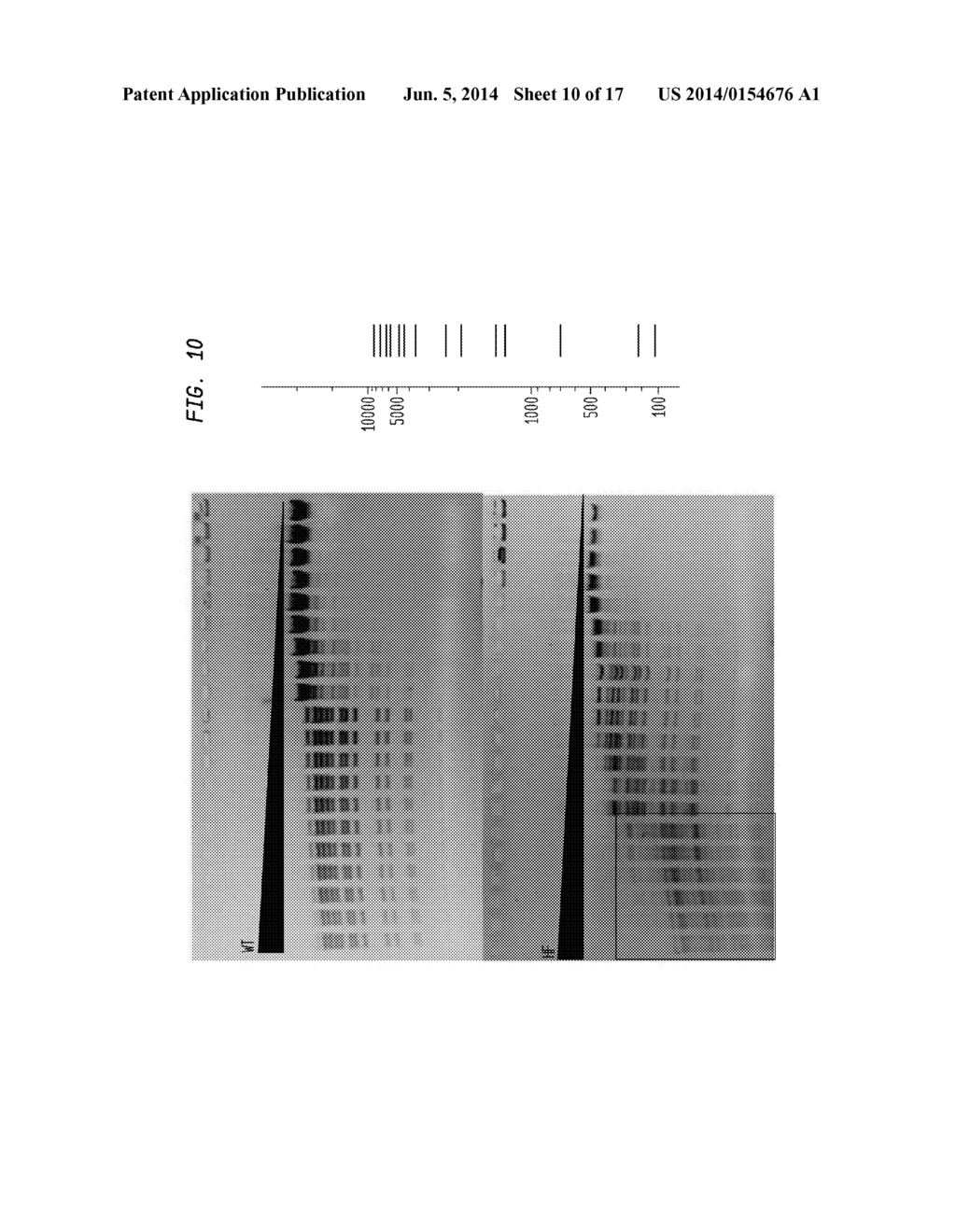 High Fidelity Restriction Endonucleases - diagram, schematic, and image 11