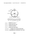 METHODS AND MATERIALS FOR ENHANCING FUNCTIONAL PROTEIN EXPRESSION IN     BACTERIA diagram and image