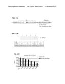 METHODS AND MATERIALS FOR ENHANCING FUNCTIONAL PROTEIN EXPRESSION IN     BACTERIA diagram and image