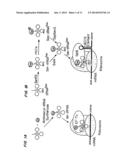 Compositions and Methods for Making Selenocysteine Containing Polypeptides diagram and image