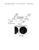 Compositions and Methods for Making Selenocysteine Containing Polypeptides diagram and image