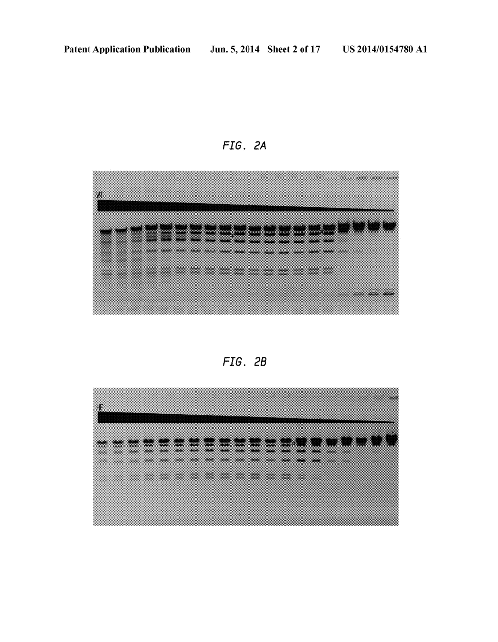 High Fidelity Restriction Endonucleases - diagram, schematic, and image 03