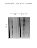 High Fidelity Restriction Endonucleases diagram and image