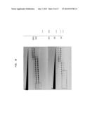 High Fidelity Restriction Endonucleases diagram and image