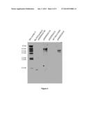 TETRASELMIS PROMOTERS AND TERMINATORS FOR USE IN EUKARYOTIC CELLS diagram and image