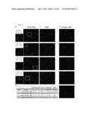 SYSTEM FOR IDENTIFICATION OF MICROORGANISM AND DETECTION OF INFECTIOUS     DISEASE diagram and image