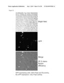 SYSTEM FOR IDENTIFICATION OF MICROORGANISM AND DETECTION OF INFECTIOUS     DISEASE diagram and image