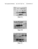 NOVEL PEPTIDES AND USES THEREOF IN THERAPEUTIC METHODS diagram and image