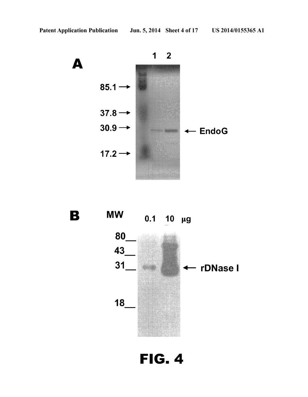 COMPOSITIONS AND METHODS FOR CYTOPROTECTION - diagram, schematic, and image 05