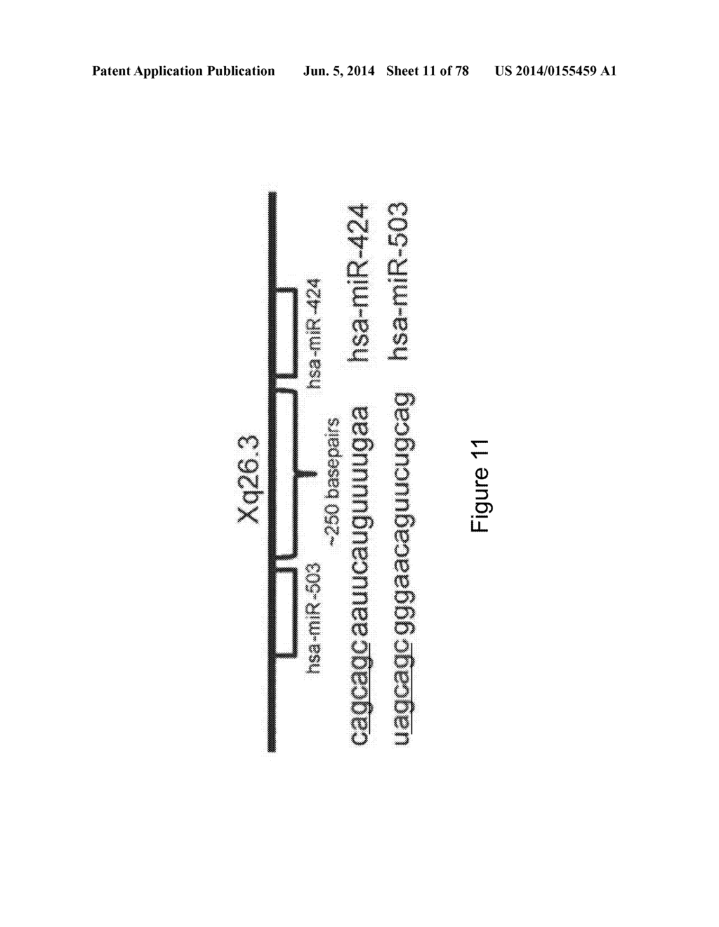 Compositions and Methods of Using Micro RNAs - diagram, schematic, and image 12