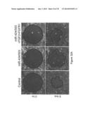 Compositions and Methods of Using Micro RNAs diagram and image