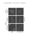 Compositions and Methods of Using Micro RNAs diagram and image