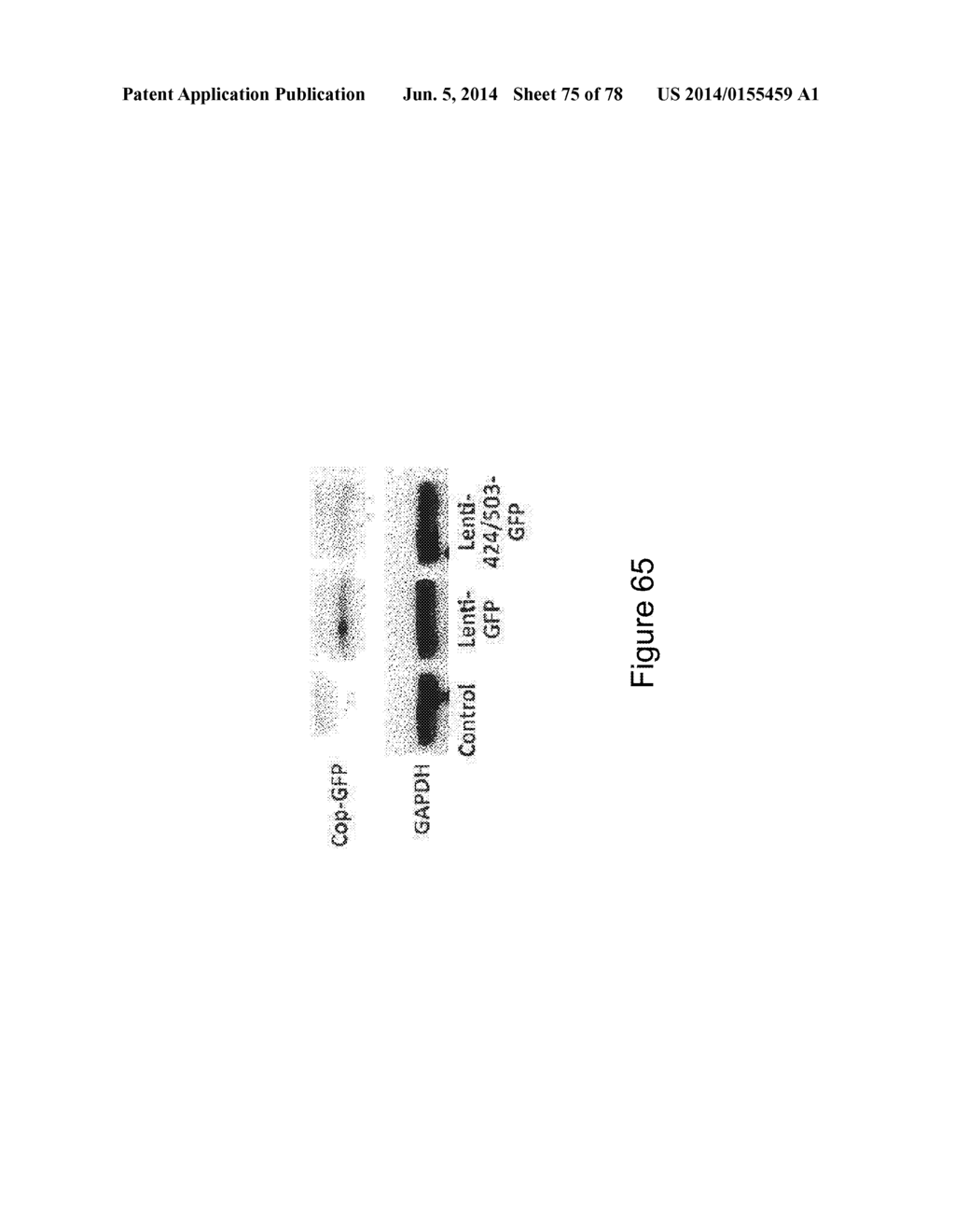 Compositions and Methods of Using Micro RNAs - diagram, schematic, and image 76