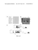 MICRO-RNA S THAT REGULATE MUSCLE CELLS diagram and image