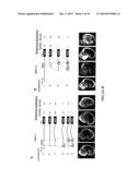 MICRO-RNA S THAT REGULATE MUSCLE CELLS diagram and image