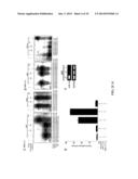 MICRO-RNA S THAT REGULATE MUSCLE CELLS diagram and image