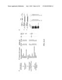 MICRO-RNA S THAT REGULATE MUSCLE CELLS diagram and image