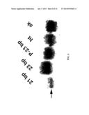 MICRO-RNA S THAT REGULATE MUSCLE CELLS diagram and image