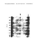 MICRO-RNA S THAT REGULATE MUSCLE CELLS diagram and image