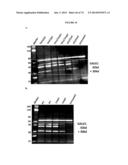 MODIFIED POLYNUCLEOTIDES FOR TREATING ARGININOSUCCINATE SYNTHASE 1 PROTEIN     DEFICIENCY diagram and image