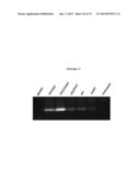 MODIFIED GLUCOSIDASE, BETA, ACID POLYNUCLEOTIDES FOR TREATING PROTEIN     DEFICIENCY diagram and image