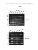 MODIFIED GLUCOSIDASE, BETA, ACID POLYNUCLEOTIDES FOR TREATING PROTEIN     DEFICIENCY diagram and image