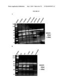 MODIFIED GLUCOSIDASE, BETA, ACID POLYNUCLEOTIDES FOR TREATING PROTEIN     DEFICIENCY diagram and image