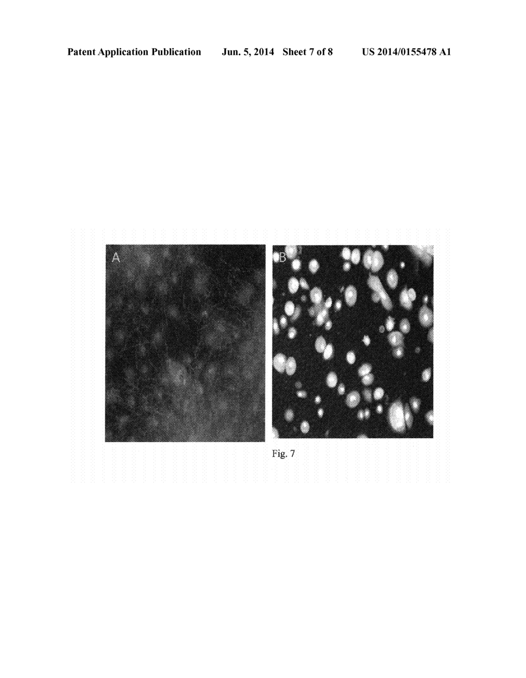 ANTIFUNGAL COMPOUND AND USES THEREOF - diagram, schematic, and image 08