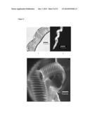 Templated Native Silk Smectic Gels diagram and image