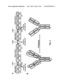 Methods For Making Multimeric Polypeptides diagram and image