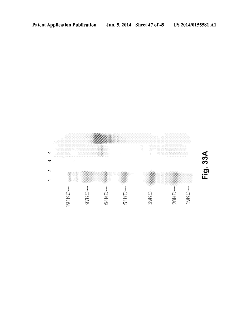 Methods For Making Multimeric Polypeptides - diagram, schematic, and image 48