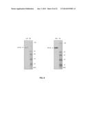 MONOCLONAL ANTIBODIES AND SINGLE CHAIN ANTIBODY FRAGMENTS AGAINST     CELL-SURFACE PROSTATE SPECIFIC MEMBRANE ANTIGEN diagram and image