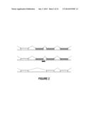 ANTISENSE OLIGONUCLEOTIDES FOR INDUCING EXON SKIPPING AND METHODS OF USE     THEREOF diagram and image