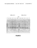 ANTISENSE OLIGONUCLEOTIDES FOR INDUCING EXON SKIPPING AND METHODS OF USE     THEREOF diagram and image