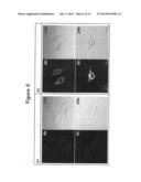 PEPTIDE NUCLEIC ACID DERIVATIVES WITH GOOD CELL PENETRATION AND STRONG     AFFINITY FOR NUCLEIC ACID diagram and image