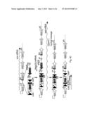 METHODS OF MODIFYING GENES IN EUKARYOTIC CELLS diagram and image