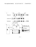 WDR13 AS A NOVEL BIOMARKER USEFUL FOR TREATING DIABETES AND CANCER diagram and image