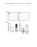 WDR13 AS A NOVEL BIOMARKER USEFUL FOR TREATING DIABETES AND CANCER diagram and image