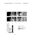 WDR13 AS A NOVEL BIOMARKER USEFUL FOR TREATING DIABETES AND CANCER diagram and image