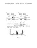 WDR13 AS A NOVEL BIOMARKER USEFUL FOR TREATING DIABETES AND CANCER diagram and image